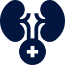 Kidney icon